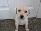 puppy