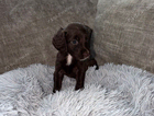 puppy