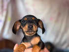 Puppy