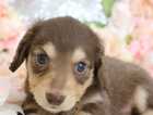 Puppy