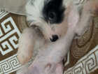 Puppy