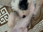 puppy