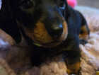 Puppy