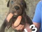 Puppy