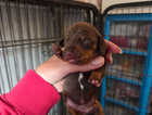 Puppy