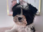 Puppy