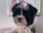 puppy  dino