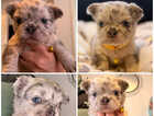 Puppy