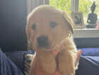 Puppy