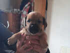 Puppy
