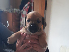 puppy