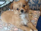 Puppy