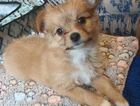 puppy