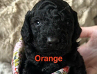 puppy