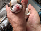 puppy