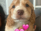 puppy