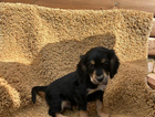 puppy