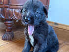 Puppy