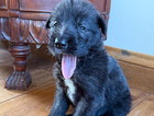 puppy