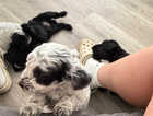 Puppy