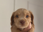 puppy