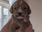 puppy