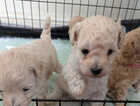 Puppy