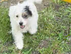Puppy