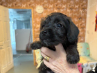 puppy