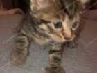 Kitten