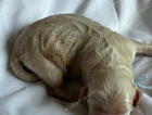 puppy