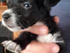 puppy