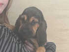 Puppy