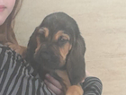 puppy  purple