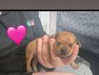 puppy