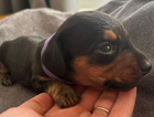 puppy