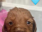 Puppy