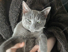 Lost cat