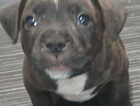 Puppy