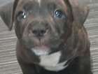 puppy