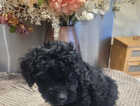 Puppy