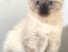 Kitten