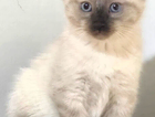 kitten