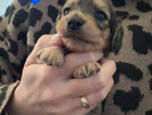 puppy