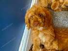 puppy