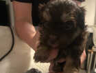 Puppy