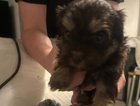 puppy