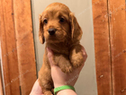 puppy