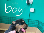 puppy