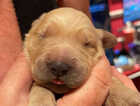 Puppy